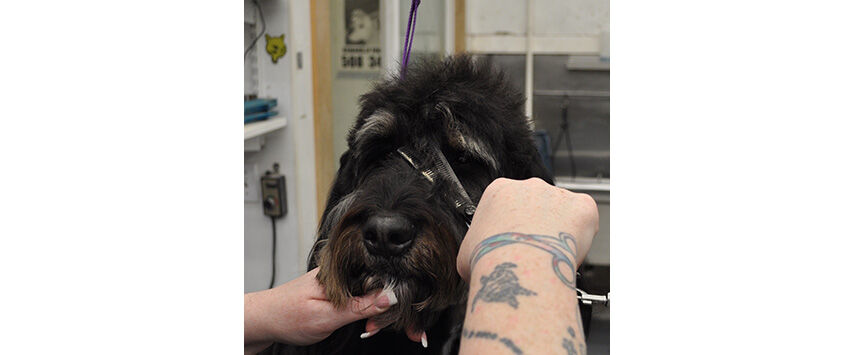 Grooming the Bernadoodle